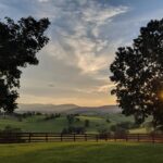 green grass field